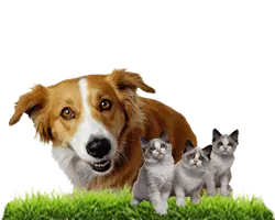 A dog with two cats